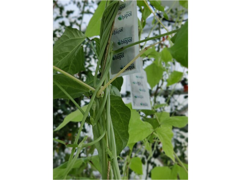 Neoseiulus (Amblyseius) cucumeris 10 kotikest