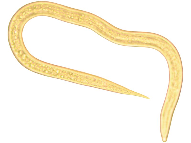 Nematood Steinernema carpocapsae 50 mln