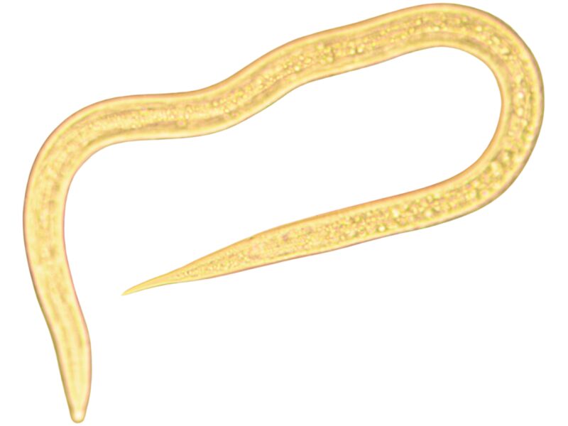 Nematood Steinernema feltiae 10 mln