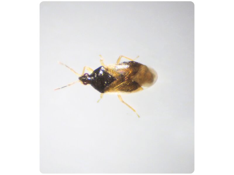 Röövtoiduline lutikas Orius majusculus 500 tk