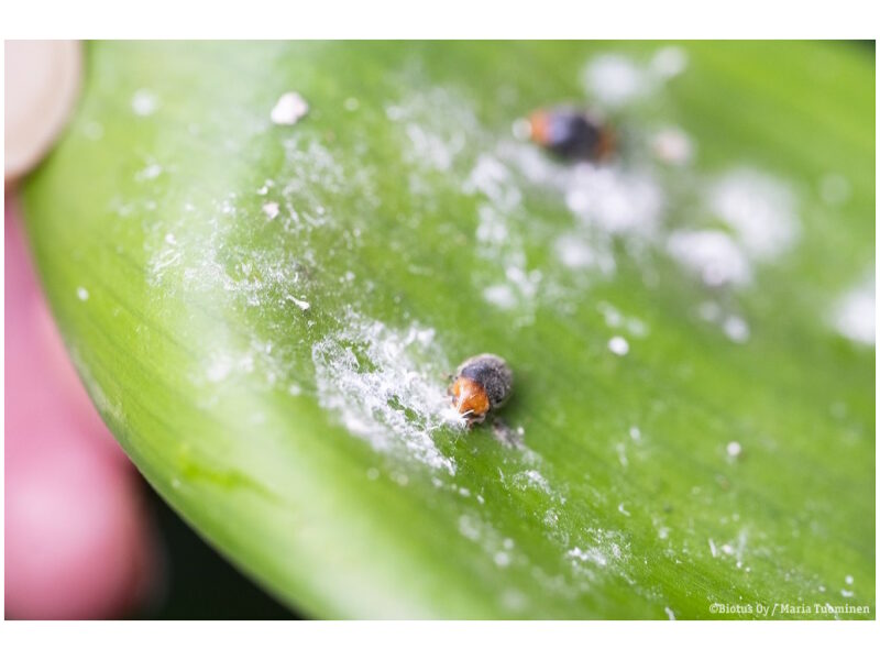 Ameerika lepatriinu (C. montrouzieri) toitub