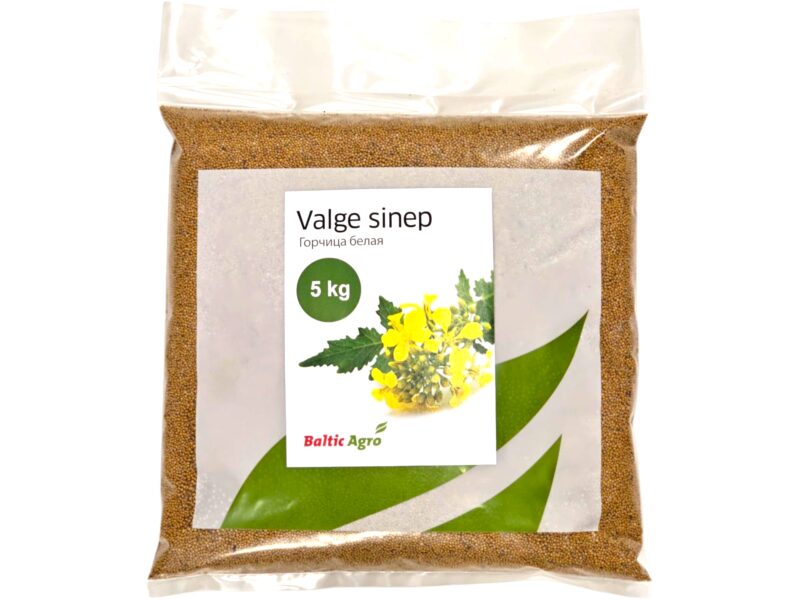 Valge sinep