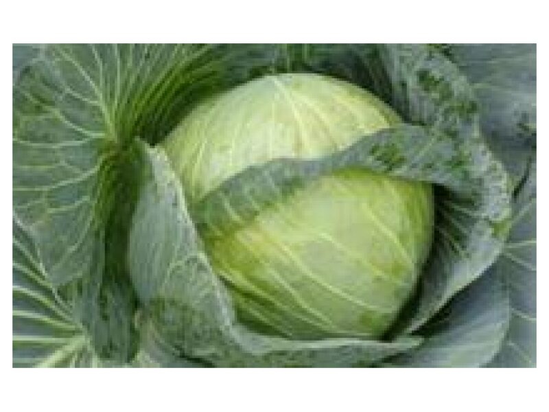 Puhtimata Kapsas Accord 2500 s