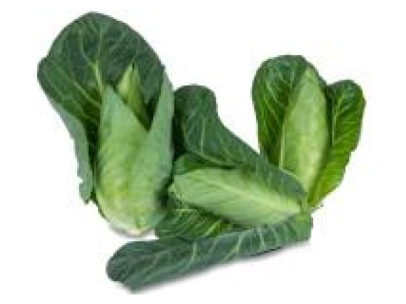 Puhtimata Kapsas Cape Roca 2500 s