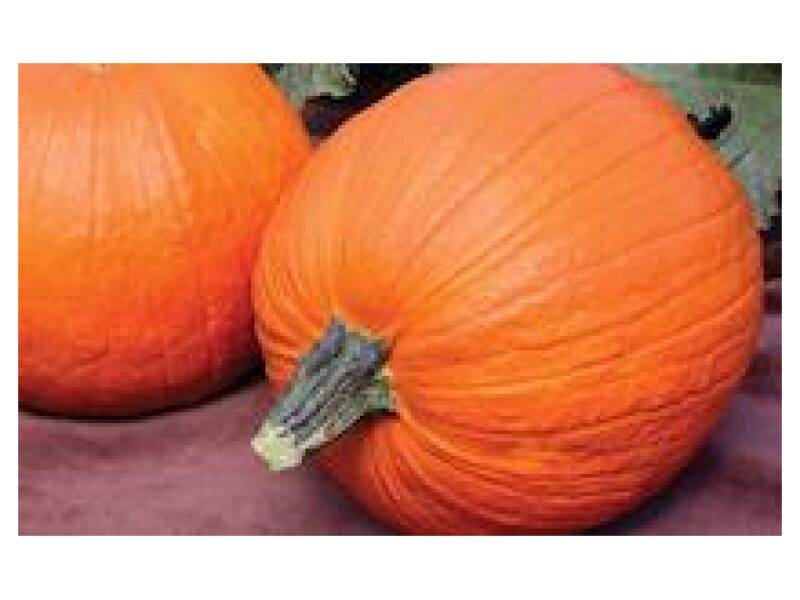 Puhtimata Kõrvits Flynn 500 s