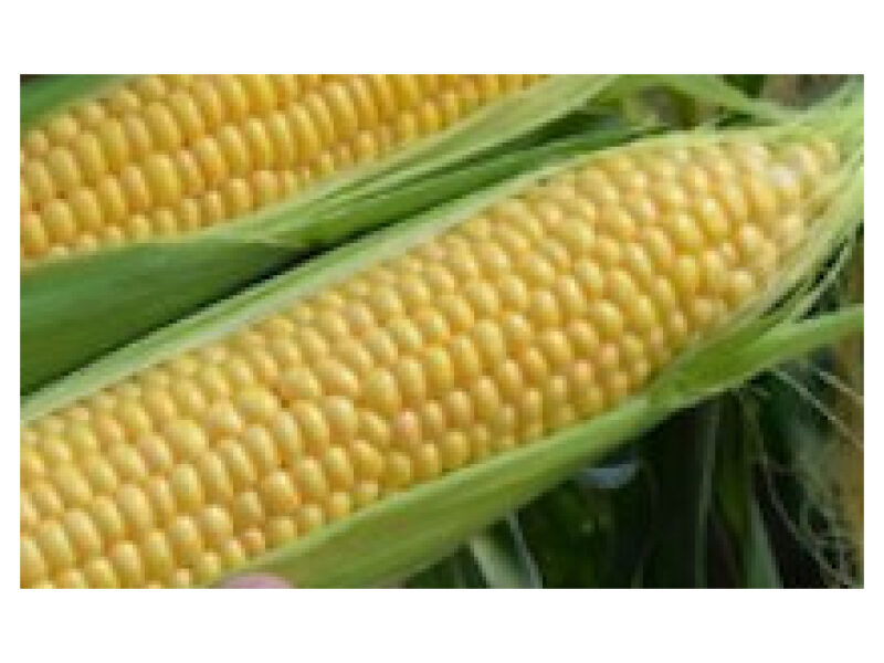 Mais ´Liskam´ 5000 s