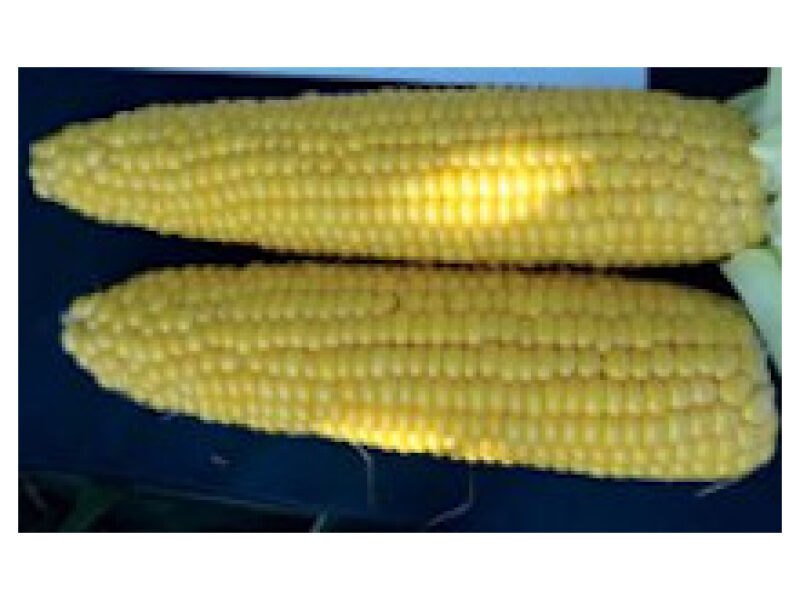 Mais ´Sentinel´ 5000 s