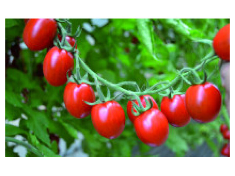 Tomat ´Tutti Frutti´ 250 s