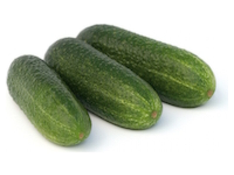 Lühike kurk ´Dirigent´