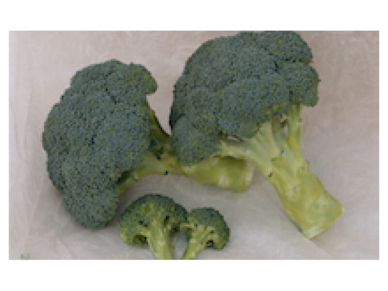 Brokoli ´Chnoros´ 2500 s