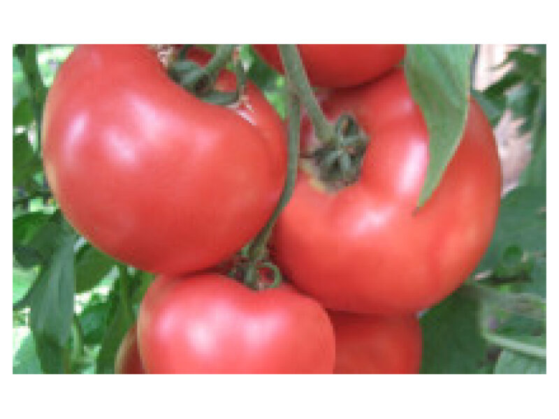 Tomat Honey Moon 250 s