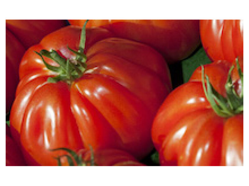 Tomat Voluptuoso 250 s