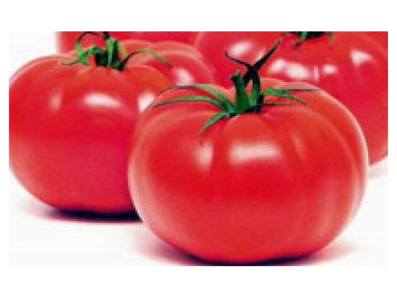 Tomat ´Troy´ 500 s