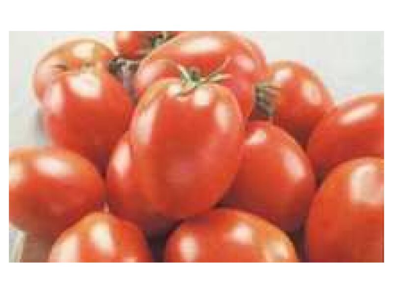 Tomat ´Diabolik´ 500 s