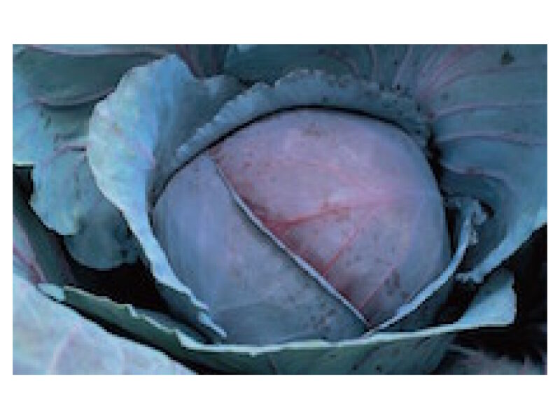 Kapsas ´Red Jewel´ 2500 s