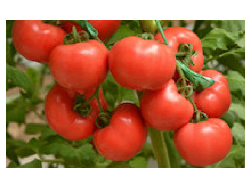 Tomat Rapanui 250 s