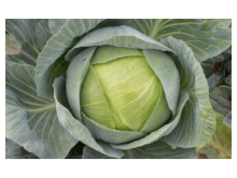 Kapsas ´Lucas´ 2500 s