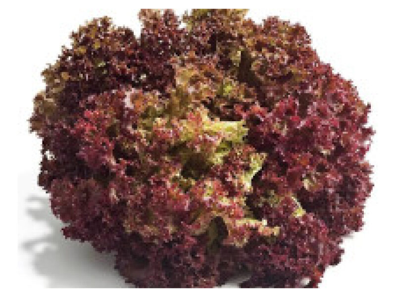 Salat ´Lollo Rosso´