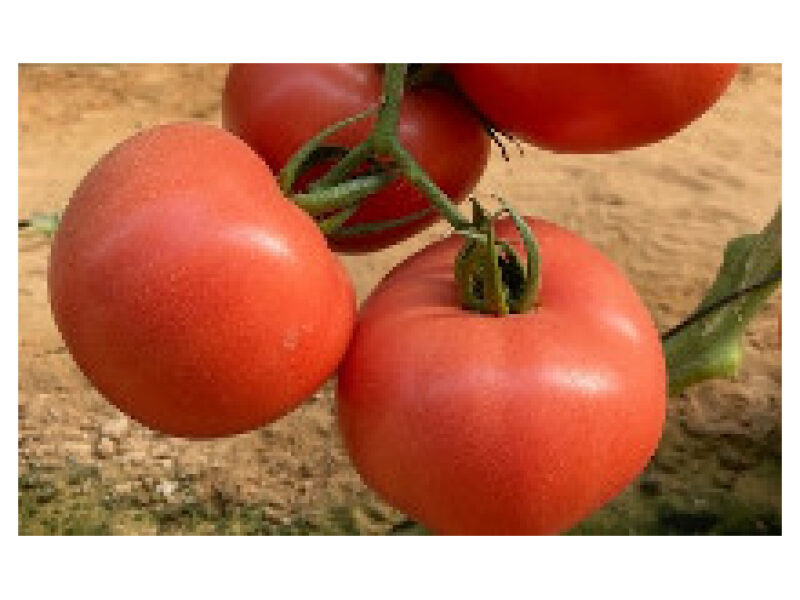 Tomat Manistella 250 s