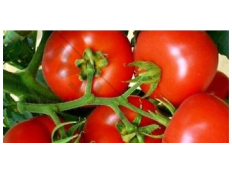 Tomat ´Belladonna´ 250 s