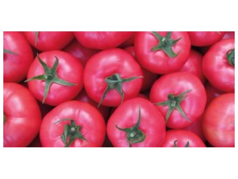 Tomat Framboo 250 s