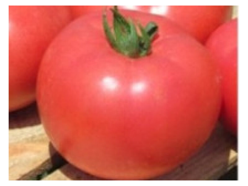 Tomat Kwintella 250 s