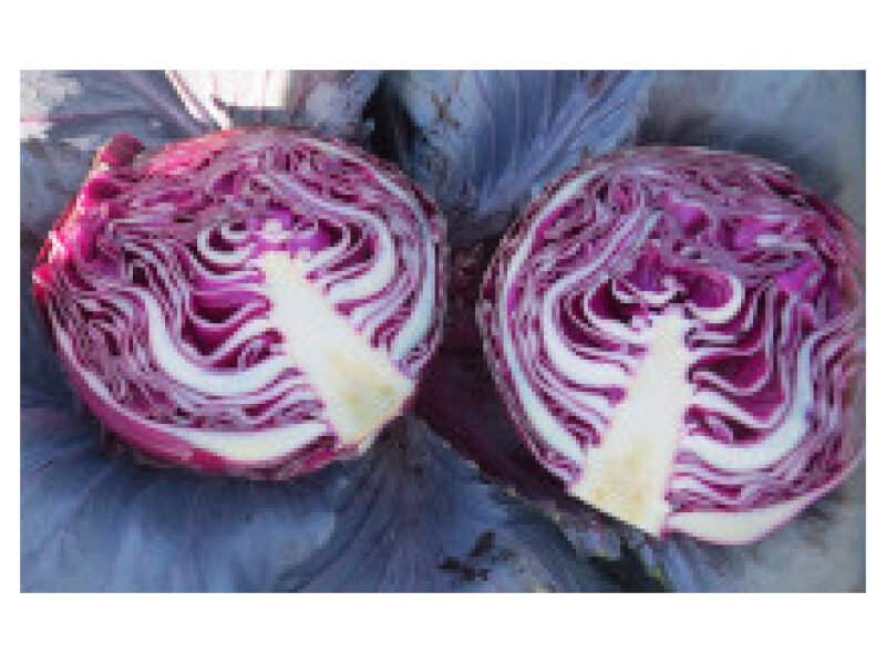 Punane kapsas ´Red Sky´ 2500 s