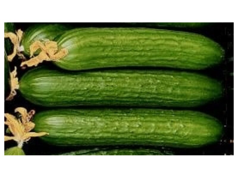 Pikk kurk ´Nikodem´ 500 s