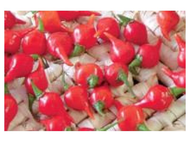 Paprika Biquinho Red 100 s