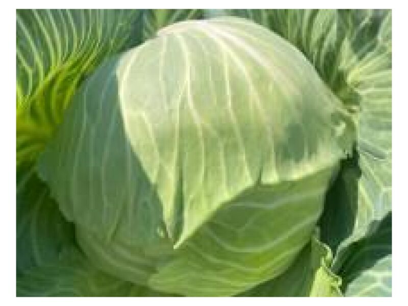 Kapsas Brigadier 2500 s