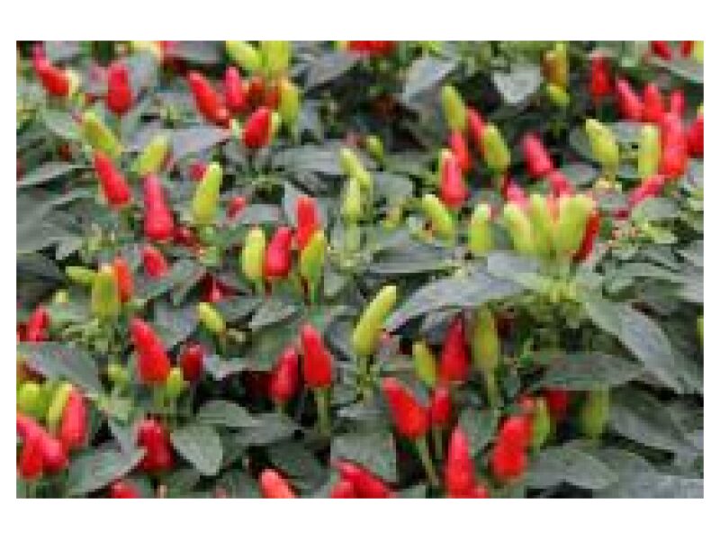 Paprika Fields of Fire 100 s