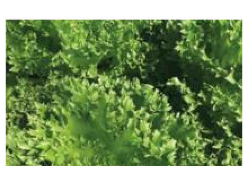 Salat Frillasti 5000 seemet