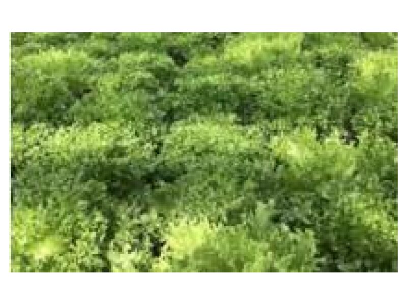 Salat Frillice 5000 seemet