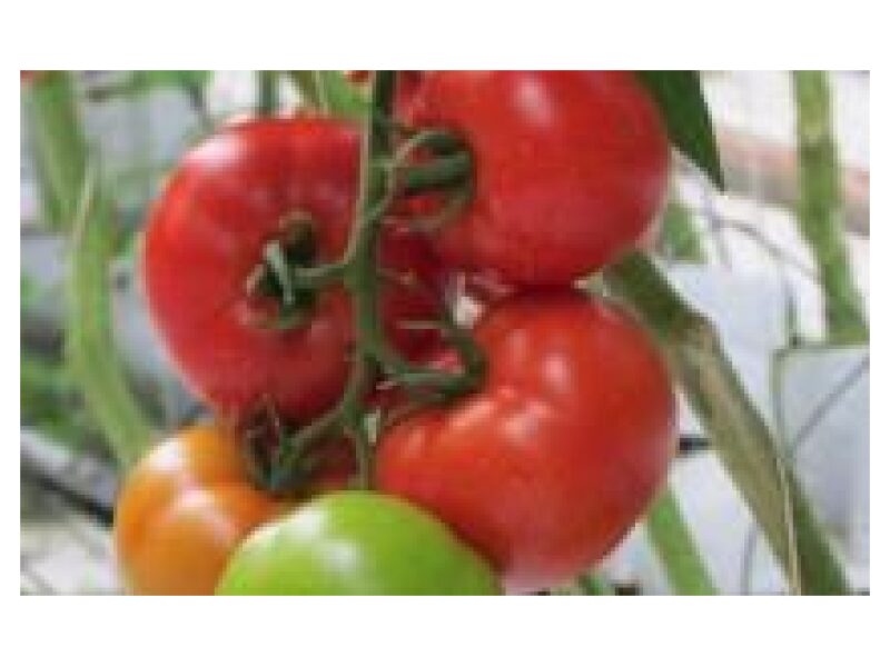 Tomat Gonsella 250 s