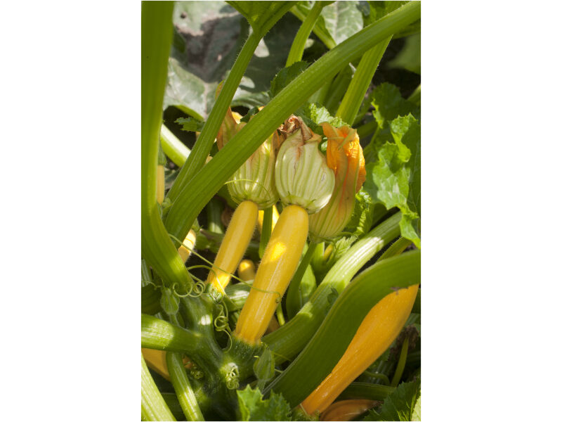 Suvikõrvits Lemona 500 s