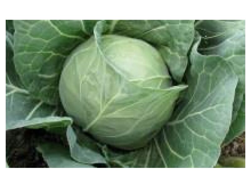 Kapsas Magnus Cresco