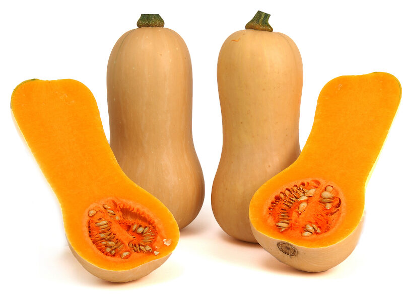 Kõrvits Mieluna 500 s