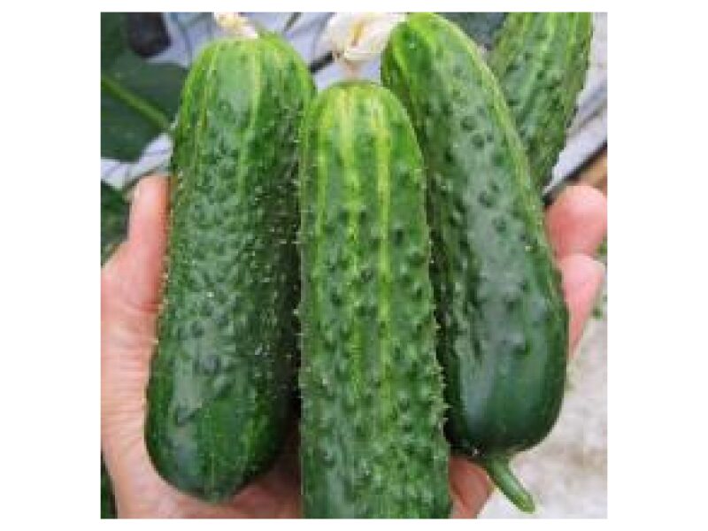 Lühike kurk Monisia 250 s