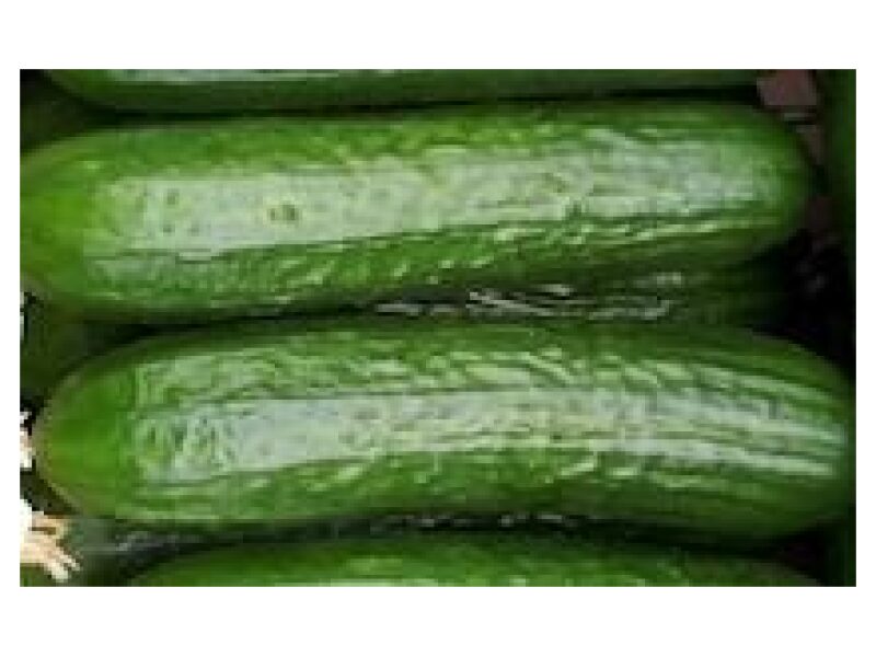 Pikk kurk ´Nikifor´