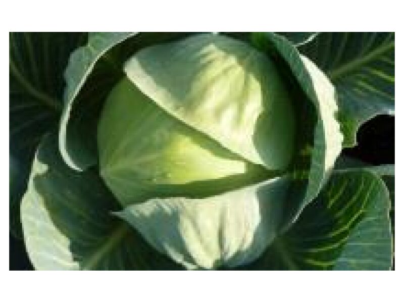 Kapsas Ramenos 2500 s