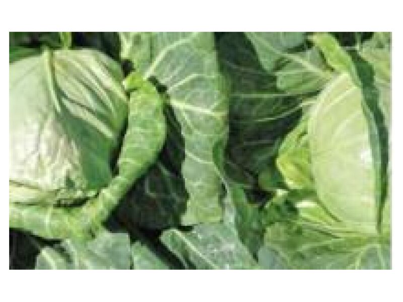 Kapsas Rapidion 2500 s