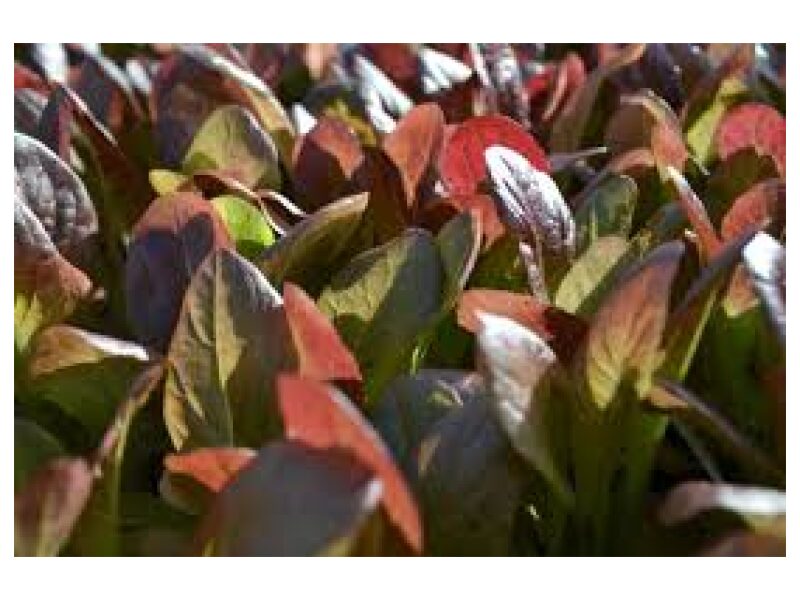 Salat Rooma Red Cos 3201 25 g