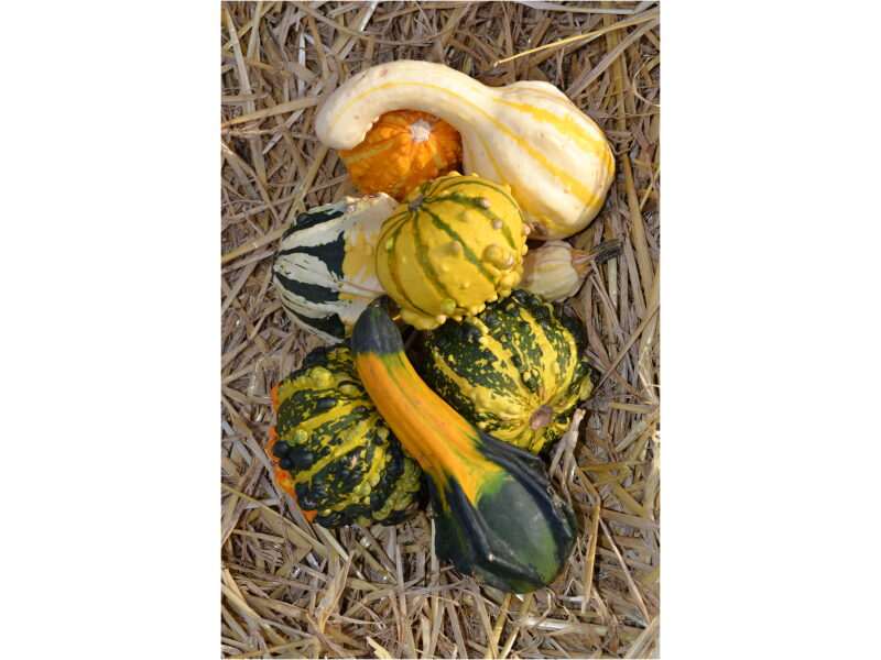 Kõrvits Special Ground Mix 250 s