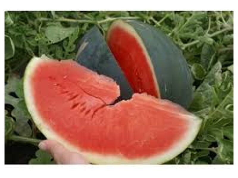 Arbuus Sugar Delicata 500 s