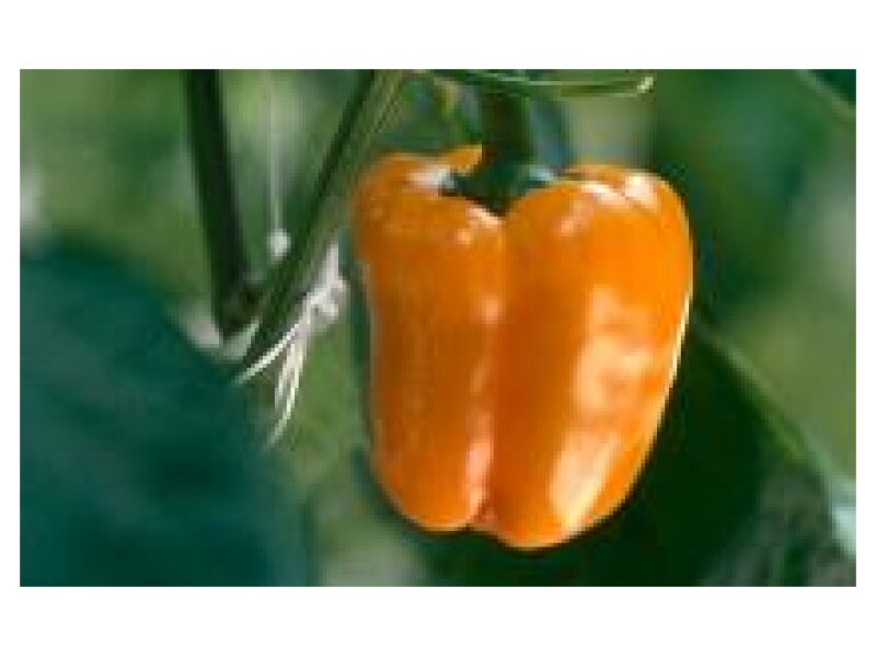 Paprika Sympathy 100 s