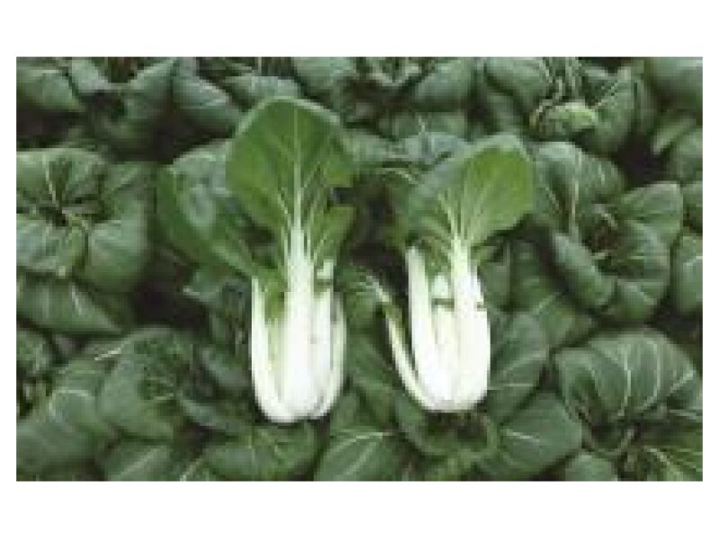 Pak Choi Karaoke 1000 s