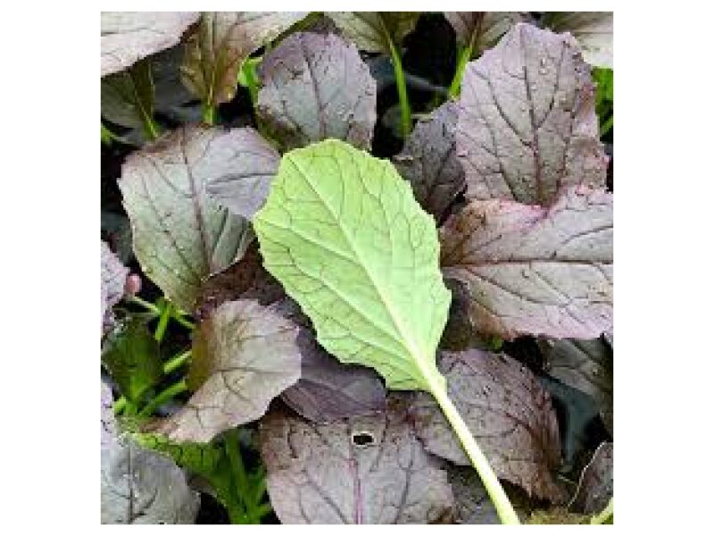 Mizuna Red Empire  50 g