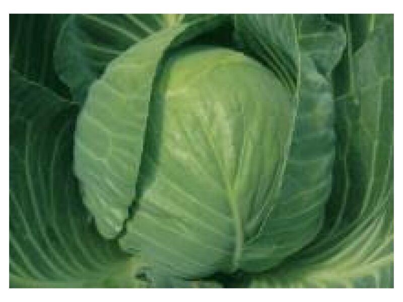 Kapsas Mozart 2500 s