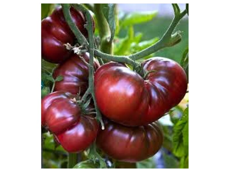 Tomat Noire de Crime 250 s