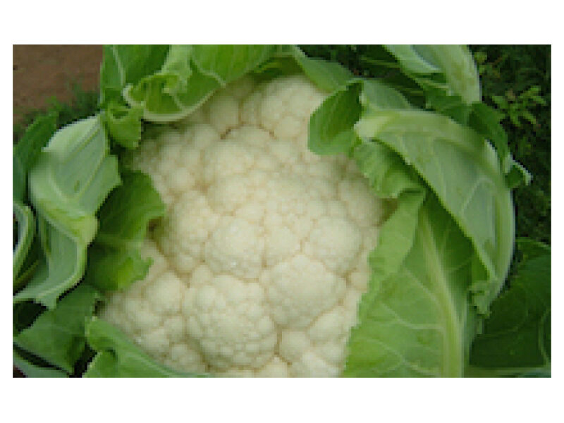 Puhtimata lillkapsas ´Karneval´ 2500 s